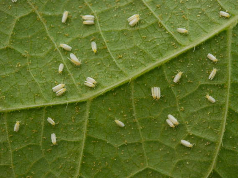 Produtores devem investir em monitoramento para evitar grandes infestações e observar como o clima impacta nas populações do inseto