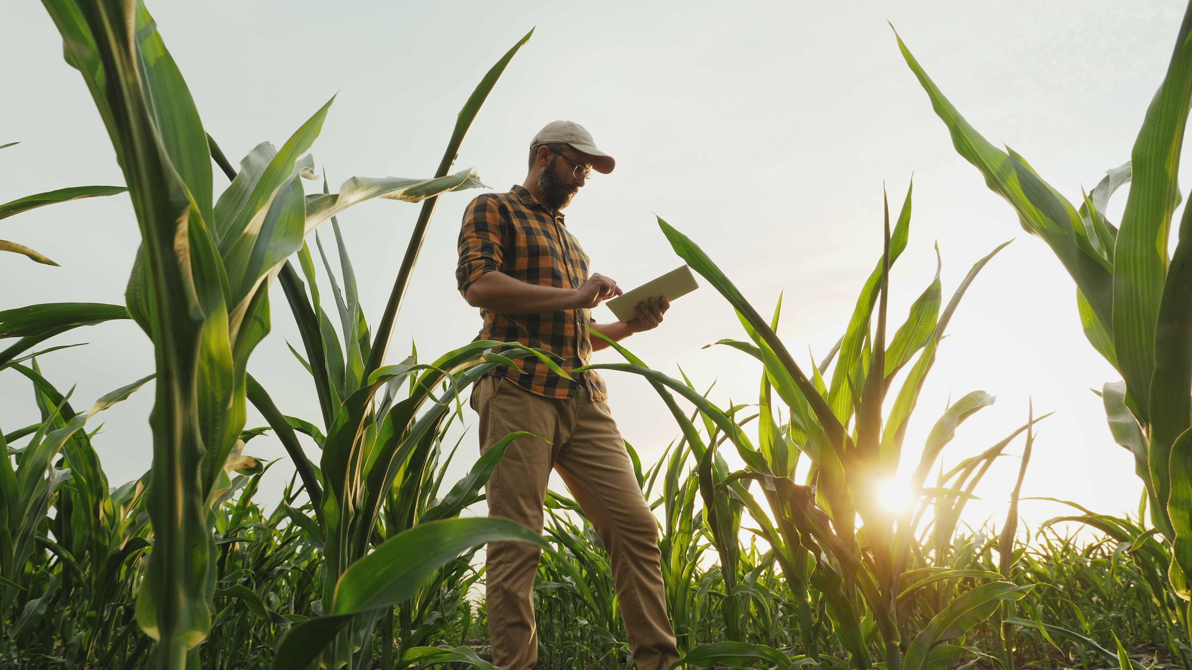 Como a digitalização das cotações de insumos está revolucionando o agro