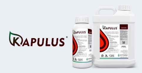 Kapulus