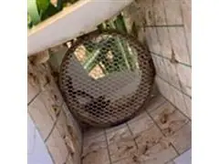 Armadilha Delta Plástica com 60 Unidades - 4