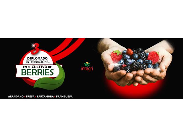 Intagri - Diplomado Internacional en Cultivo de Berries