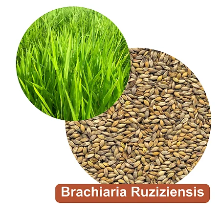 SEMENTE BRACHIARIA RUZIZIENSIS CONV 80%VC 30KG TENDENCIA