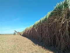 Consultoria em doenças da cana-de-açúcar - 1