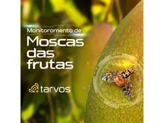 Armadilha Digital, Mosca das frutas, Tarvos ISL - Conexão por Satélite - 3