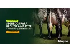 Segredos para Reduzir a Mastite e Melhorar a Qualidade do Leite - 0