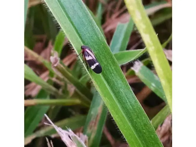 Sucesso no Controle de Pragas e Plantas Daninhas nas Pastagens