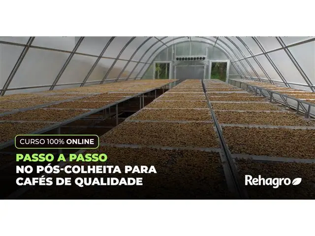 Passo a Passo no Pós-Colheita para Cafés de Qualidade