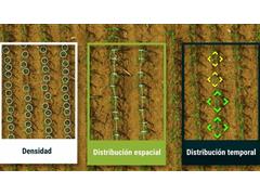 Conteo de plantas (Procesamiento) VISTAGUAY - 1