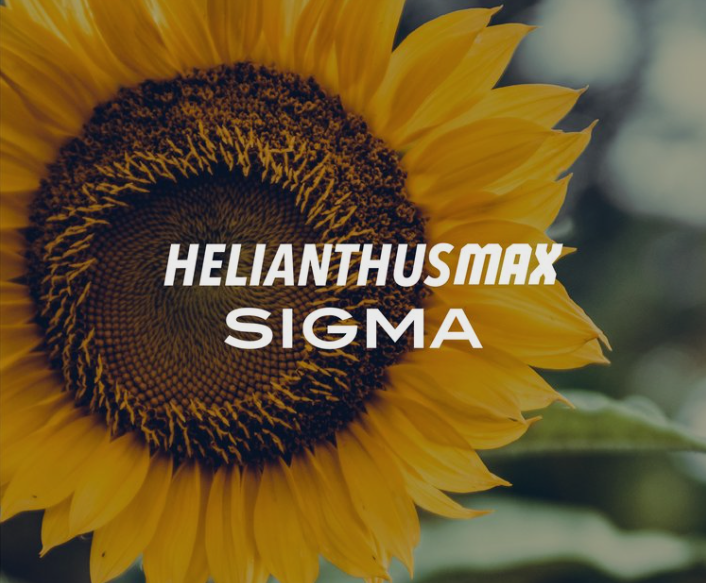 HELIANTHUS MAX