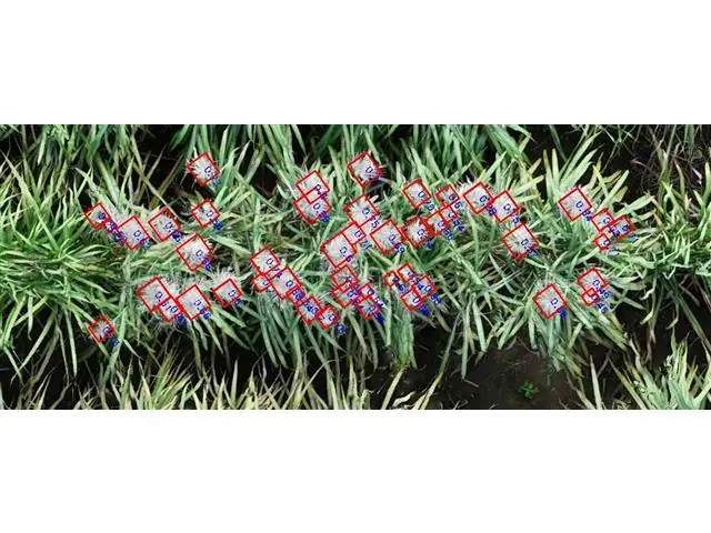 Fenotipagem Digital (2 voos) - 7