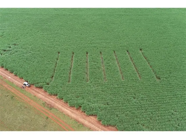 Fenotipagem Digital (2 voos) - 2