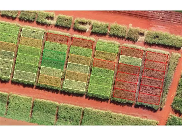 Fenotipagem Digital (2 voos) - 1