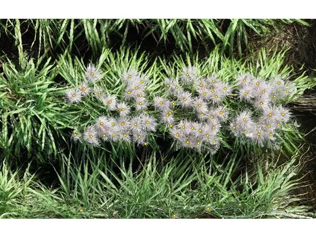 Fenotipagem Digital (2 voos) - 3