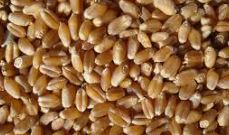 SEM TRITICALE BRS SURUBIM 