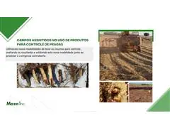 Consultoria Agronomica Maza - 7