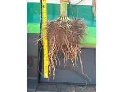 Palestra e treinamento técnico Agrobelts - 1