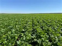 Consultoria e Pesquisa - Midas Research - 2