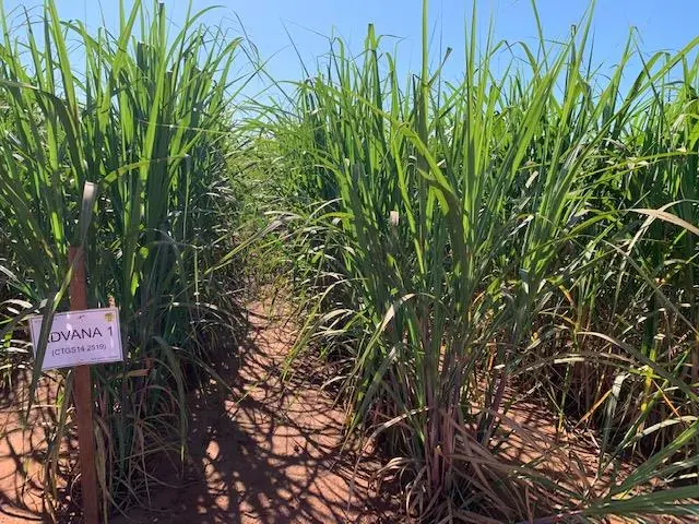 Consultoria Enercana - 1