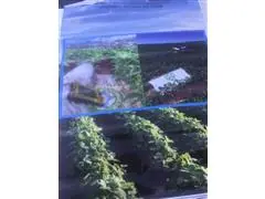 PATRULHA PERCEVEJO - 7