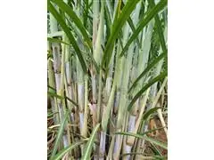 Agroespecialista - Antônio Jose da Silva - 1