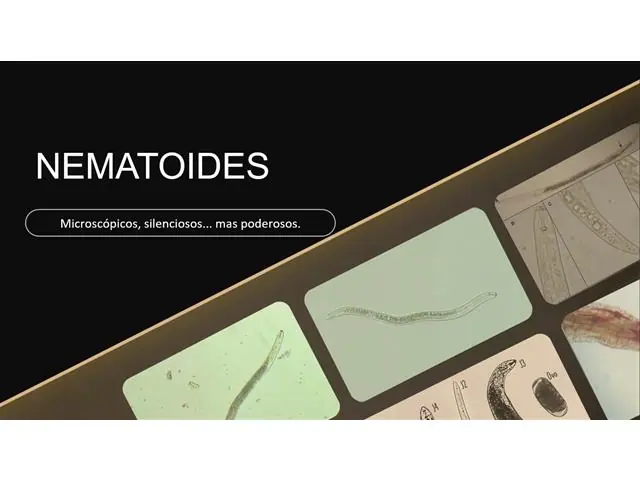 ANÁLISE COMPLETA PLANTARIS - 1