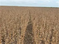 Consultoria Agronômica - 7