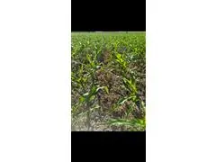 assessoria agronômica - 5