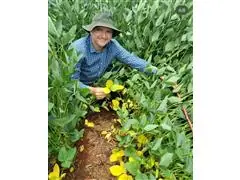 Treinamento e Orientação Técnica Agronomica