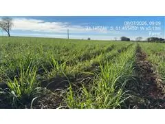 Consultoria em Manejo Integrado de Pragas (MIP) - YH - 3