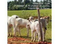 Consultoria em Manejo Integrado de Pragas (MIP) - YH - 7