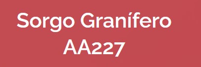 Semente de sorgo AA227 S-2 3,5