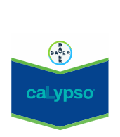 Calypso