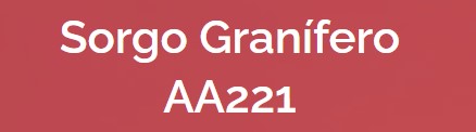 Semente de sorgo AA221 S-2 3,5