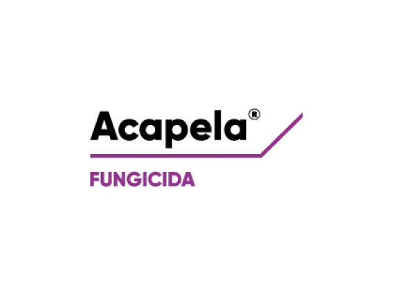 Acapela