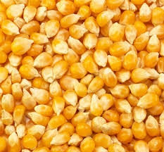 SEM. MILHO FOR SEEDS