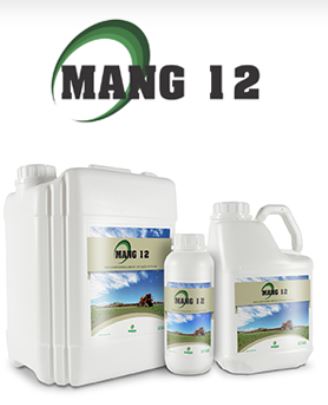 MANG 12