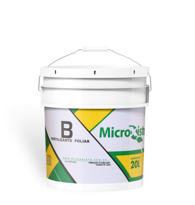 Microxisto B