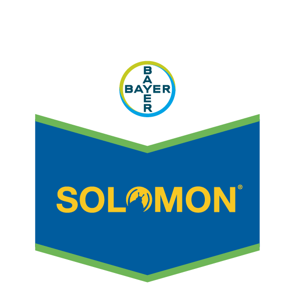 Solomon