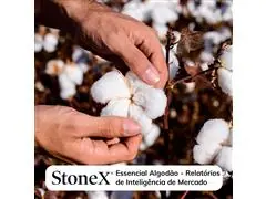 Relatórios para o Mercado de Algodão - StoneX - 0