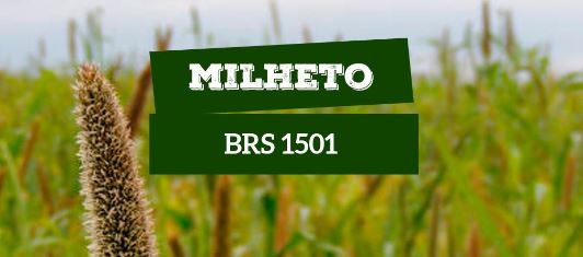 SEMENTE DE MILHETO 1501