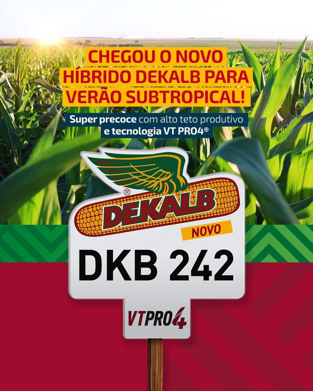 MILHO HIB DKB 242PRO4 PO (ACCELERUS ESSENTIAL)