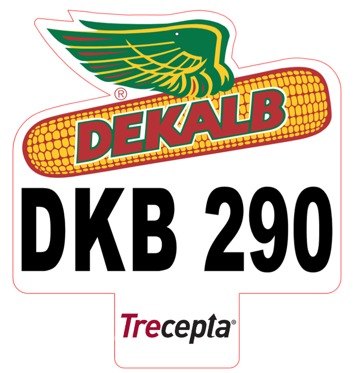 MILHO HIB DKB 290 TRECEPTERA-PO (ACCELERUS ESSENTIAL)