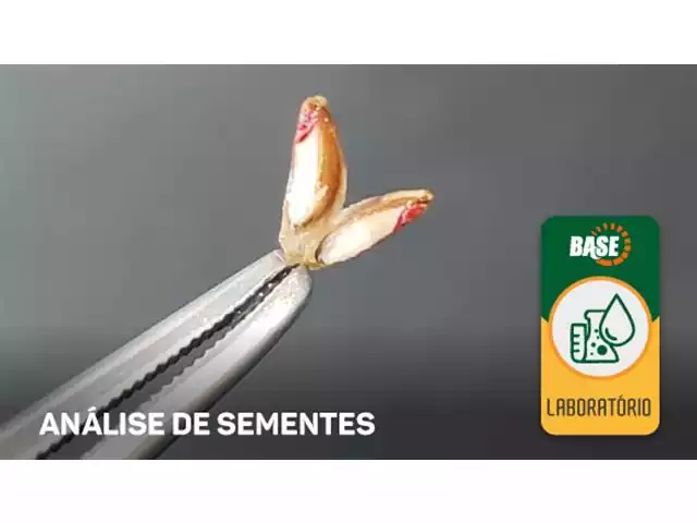 Análise de Sementes - BASE - 1