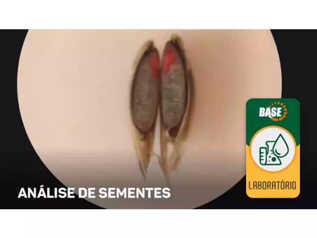 Análise de Sementes - BASE - 2