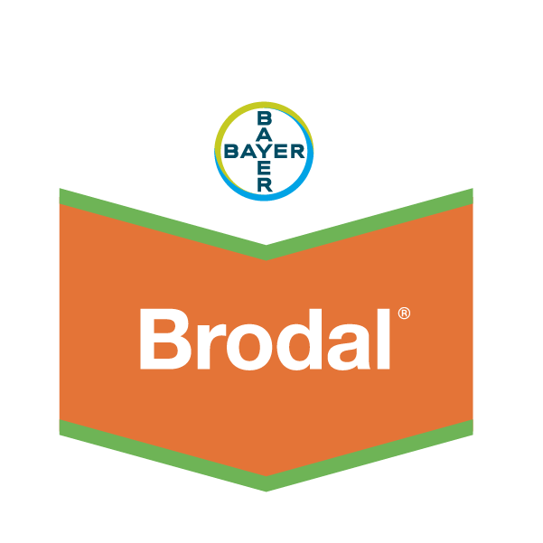 Brodal