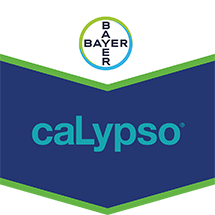 Calypso SC480