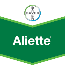 Aliette