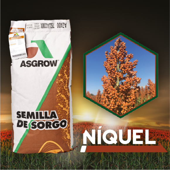 Semilla Sorgo Niquel Tratada Acceleron