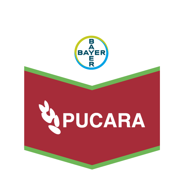 Pucara