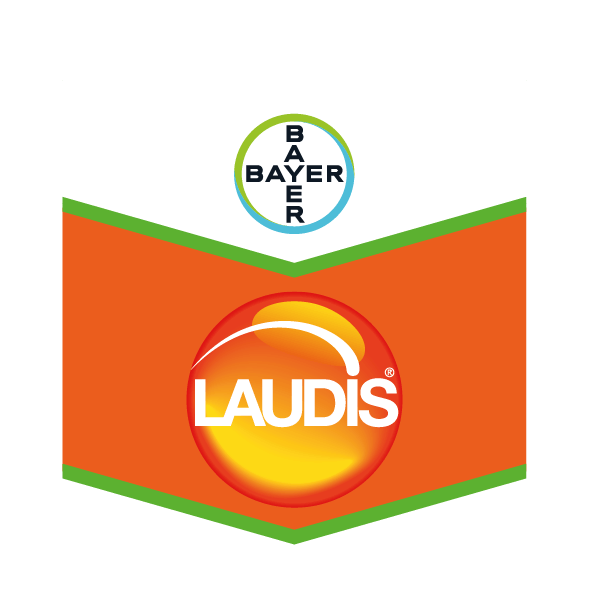 Laudis